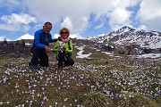 39 Distese di crocus ai Piani d'Artavaggio con Sodadura